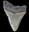 Bargain, Megalodon Tooth - North Carolina #80823-2
